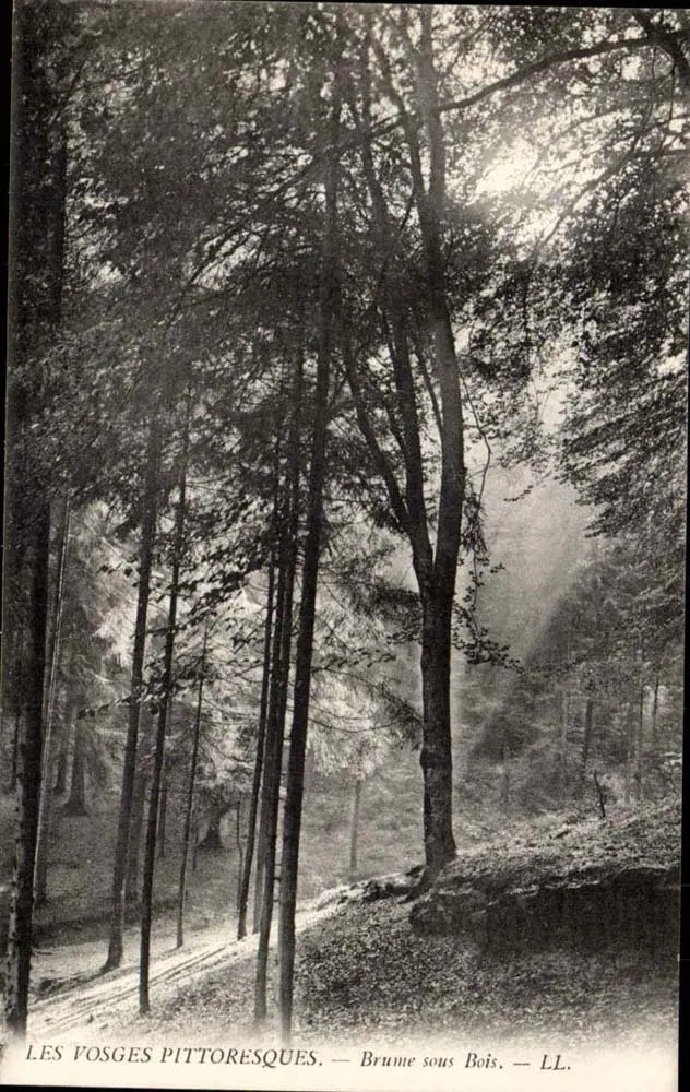 As Vosges pittorescas — Neblina sob as árvores — LL. - Frente