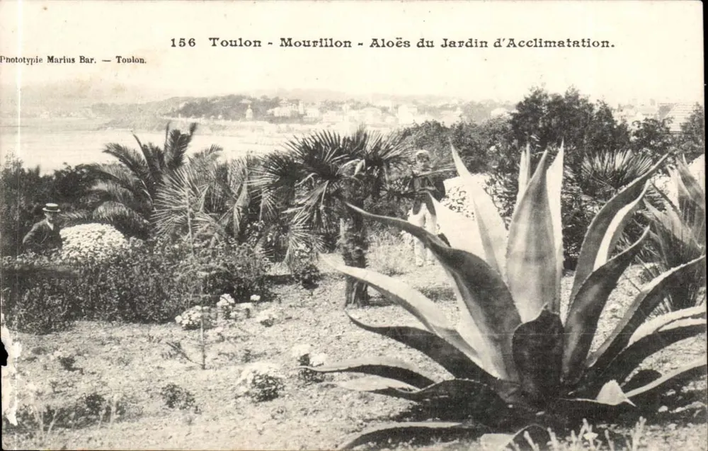 Toulon - Mourillon - Aloés do Jardim de Acclimação — Fototipia Marius Bar. — Toulon. N° 156 - Frente