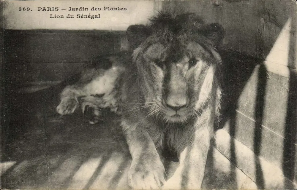 Paris — Jardin des Plantes — Lion du Sénégal — n° 369 - Vorderseite