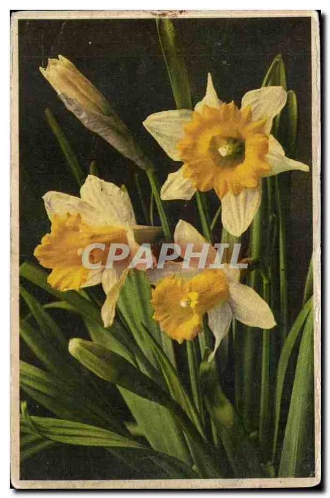 Gele narcissen — variëteit Pseudonarcissus — uitgever Marte Oyser - Voorkant