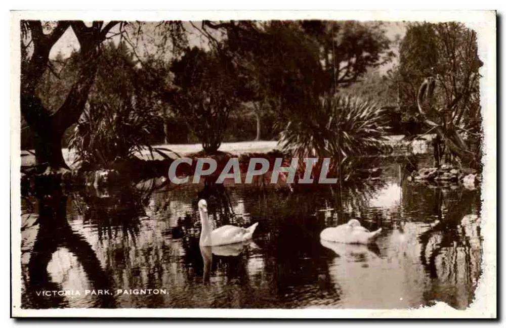 Victoria Park, Paignton — zwei Schwäne auf einem Teich — Excel Series - Vorderseite