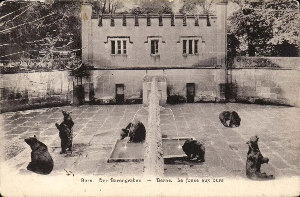 Bärengrube — Bern — Ernst Selhofer, Fotografie, Mittelstr. Bern, Nr. 102 - Vorderseite