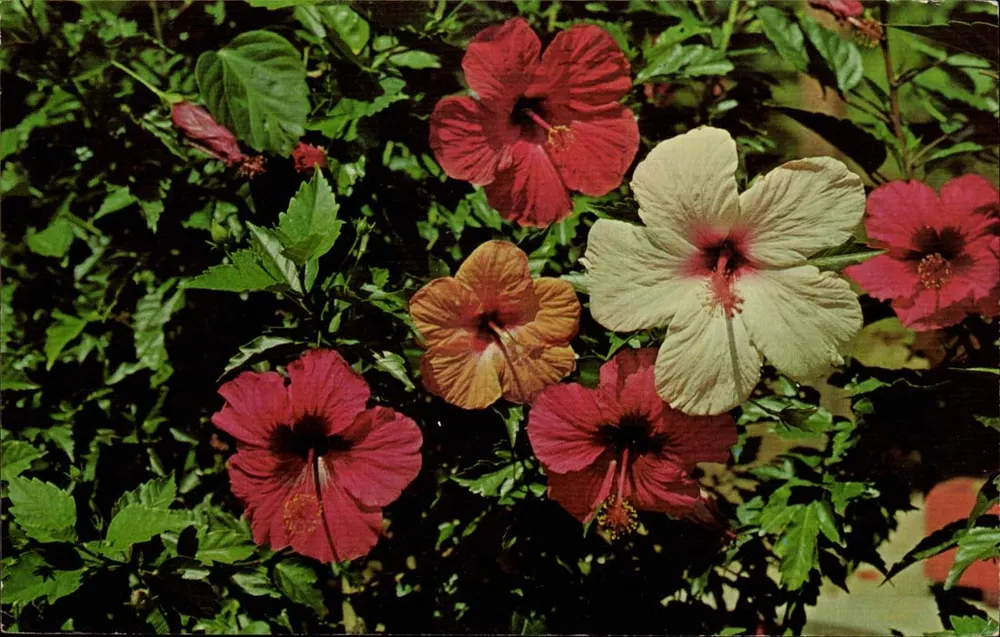 Tropische Blumen - Hibiskus — Guadeloupe, Französisch-Guayana — Verlag DEXTER PRESS, INC. Nr. 59 E 174 - Vorderseite