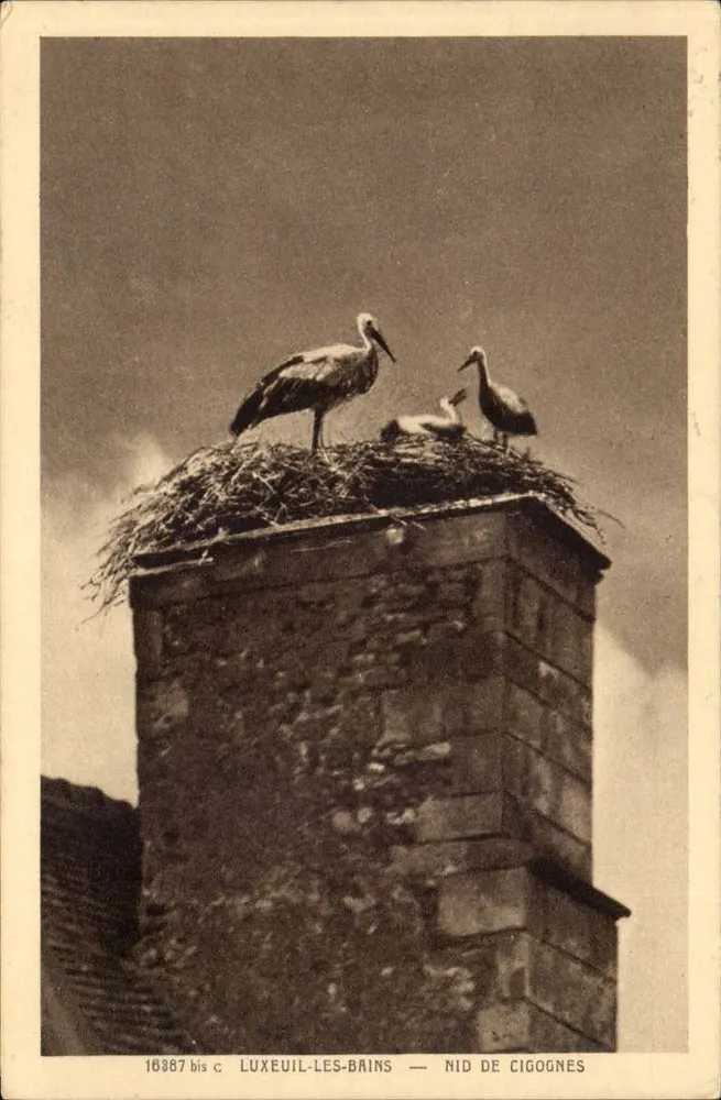 Ninho de corujas — Luxeuil-les-Bains — editor Cartas « La Cigogne » - Frente