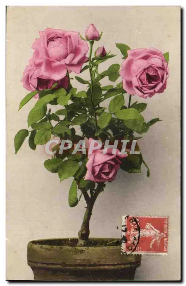 Rosas em vaso — ilustração colorida — editor não visível - Frente