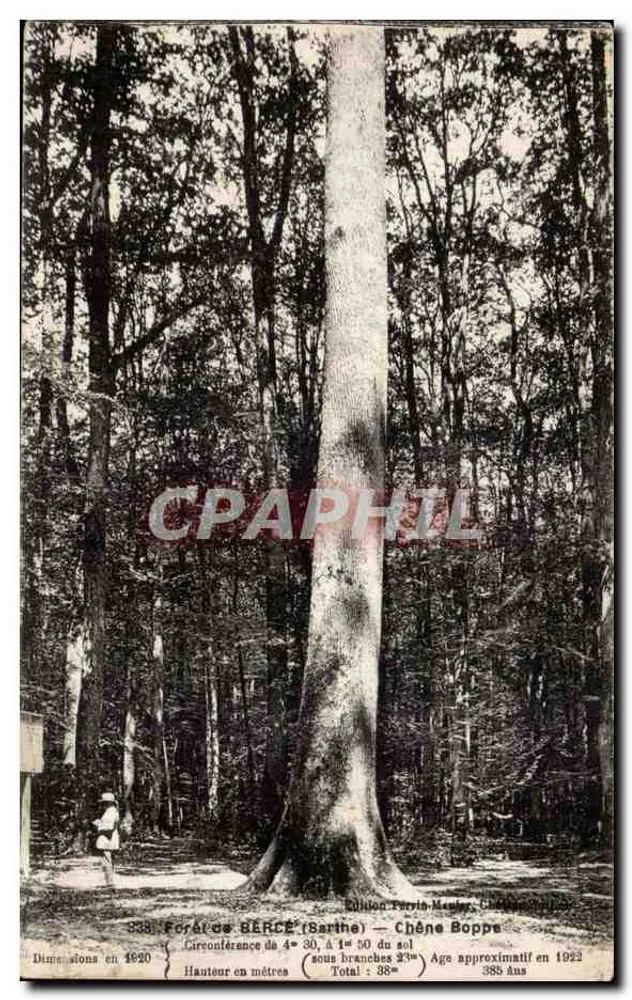 Wouden van BERCÉ (Sarthe) — Eik Boppe — Uitgave Tervis-Meules, nr. 338 - Voorkant