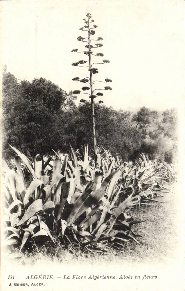 Algerien — Die Flora Algeriens. Aloë in Blüte — J. Geiser, Algier - Vorderseite