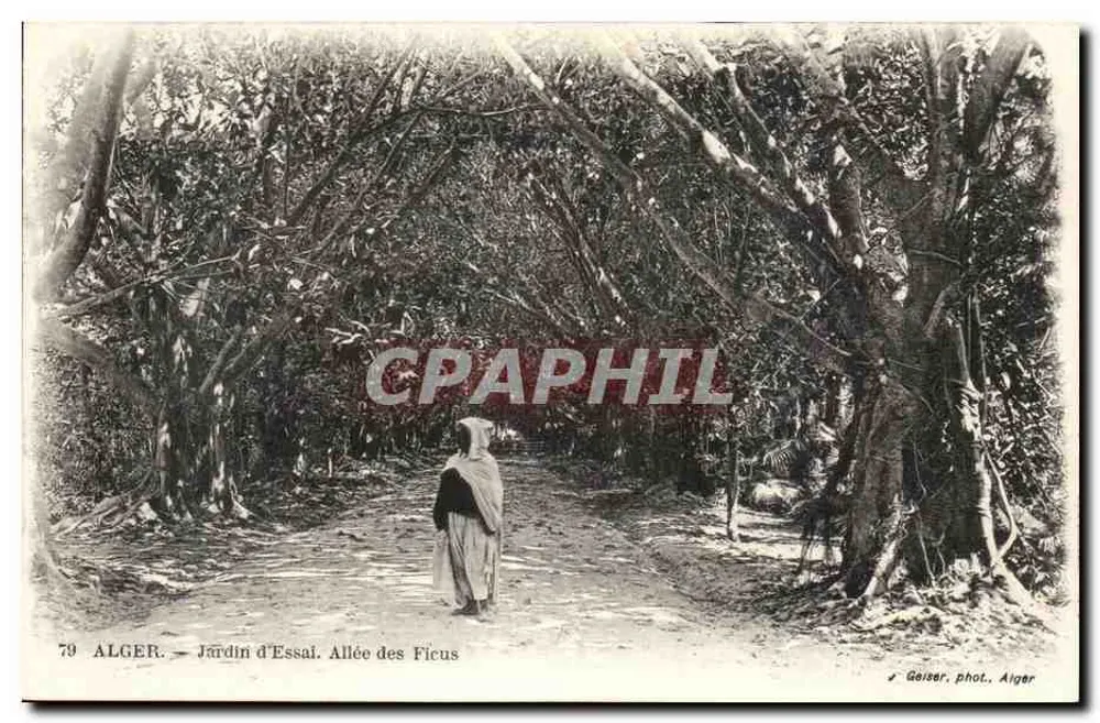 Alger — Jardin d'Essai. Allée des Ficus — Gaizer, phot. Alger - Vorderseite