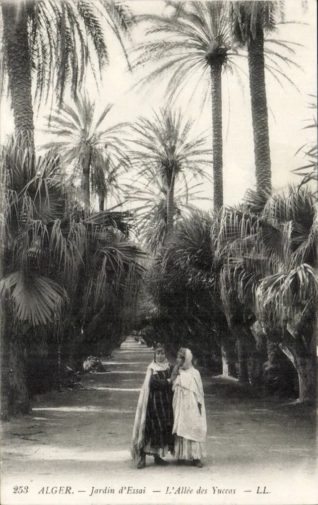 Algier — Versuchsgarten — Die Yucca-Allee — LL. — n° 253 - Vorderseite