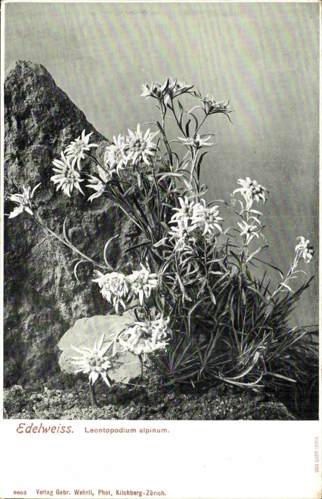 Edelweiss — Leontopodium alpinum — Verlag Gebr. Wehrli, Fot. Kilchberg-Zürich, n° 9603 - Vorderseite