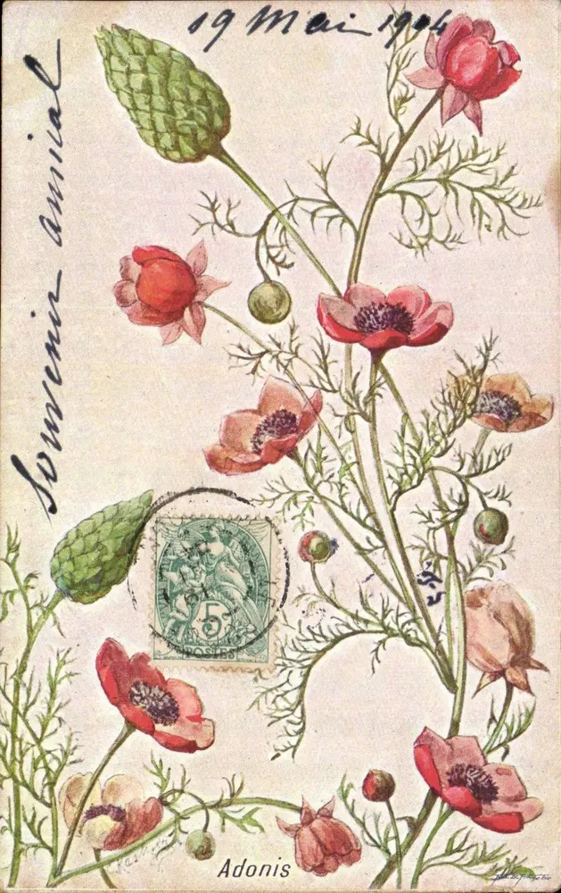 Adonis anual — souvenir anual — editor não visível - Frente
