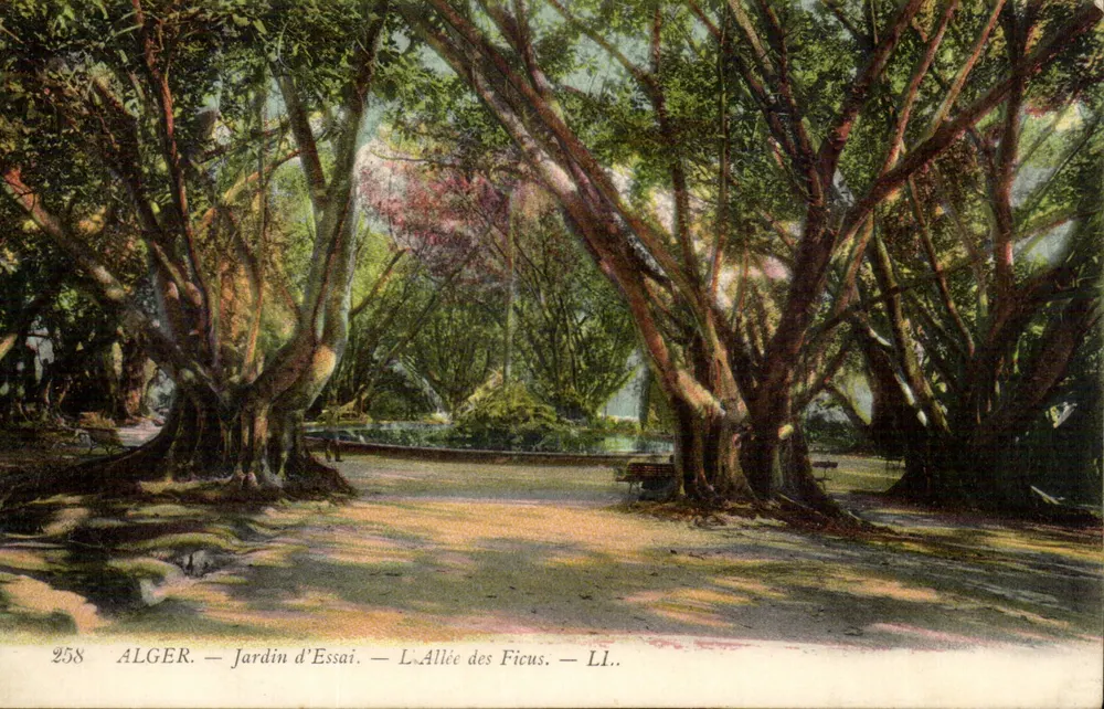 Alger — Jardin d'Essai — Die Ficus-Allee — LL. — n° 258 - Vorderseite