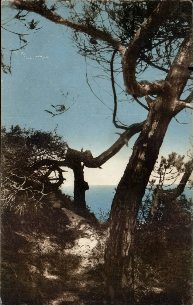 Meschers-sur-Gironde — Studie von Kiefern am Meer — Éditions Artistiques R. Bergevin, La Rochelle - Vorderseite