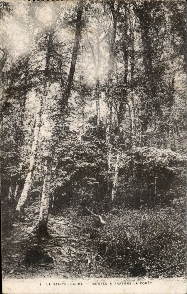 A Santa Bauma — Subida através da floresta — n°8 - Frente