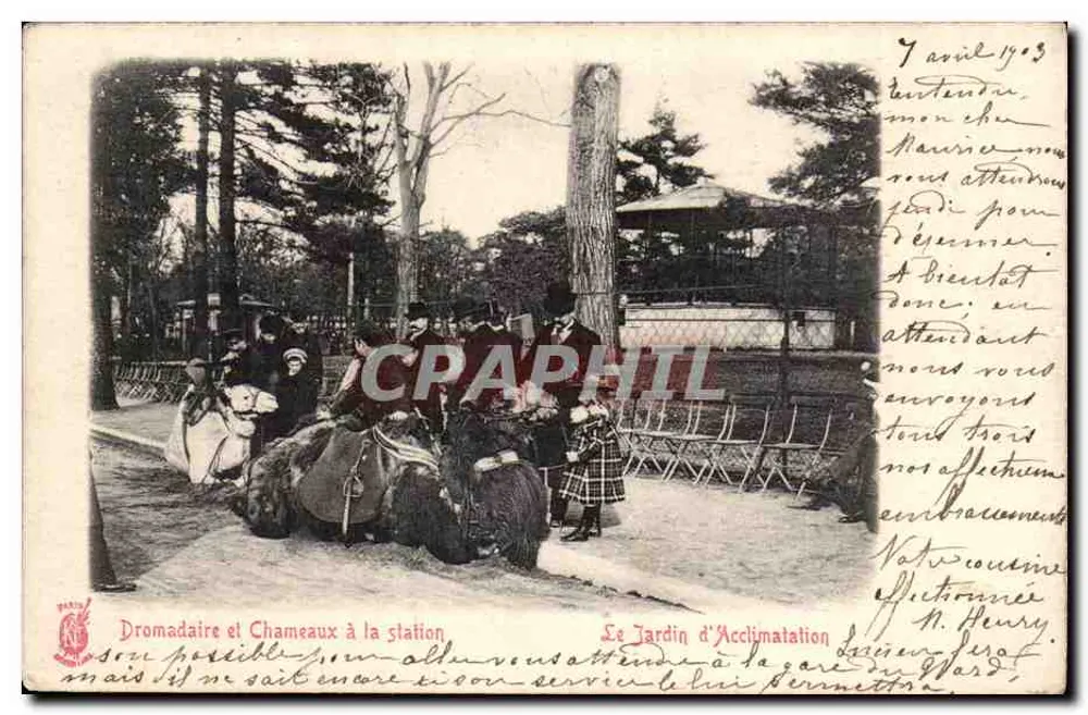 Dromadaire et Chameaux à la station — Le Jardin d'Acclimatation — éditeur non identifié, n° de série non visible - Recto