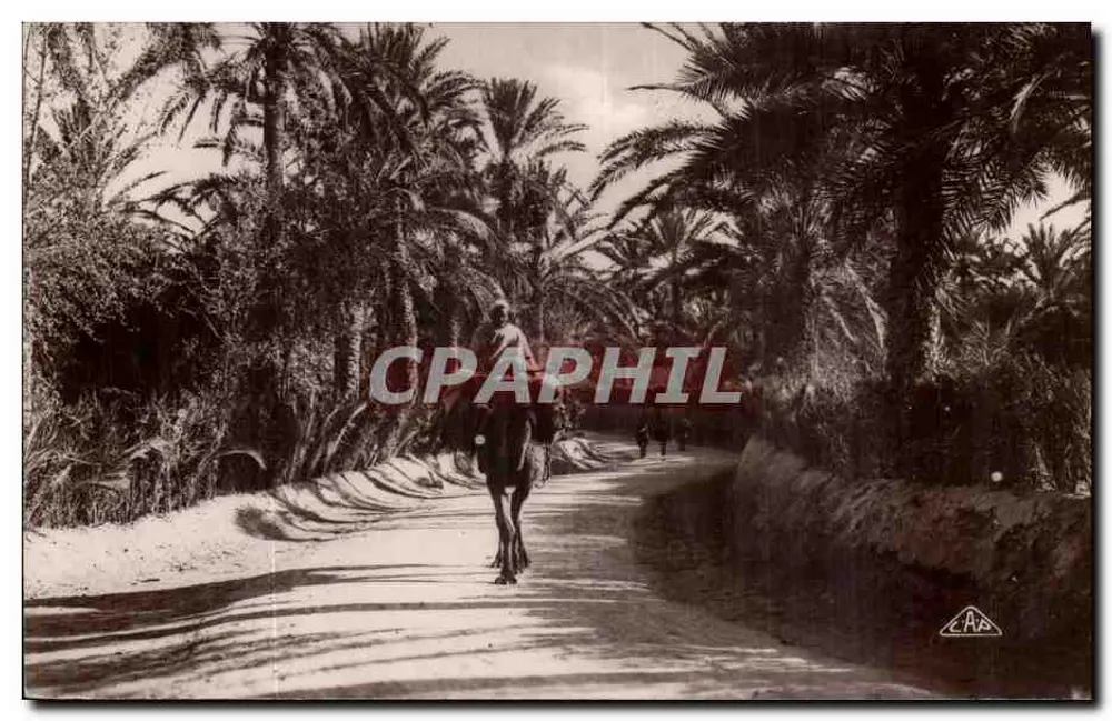 Estrada na Oasis — Argélia — Edição L. & Y. Alger, série 1252 - Frente