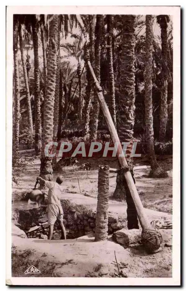 Pozo en una palmera — Argelia — 'Real-Photo' C.A. P. Strasbourg n°1263 - Anverso