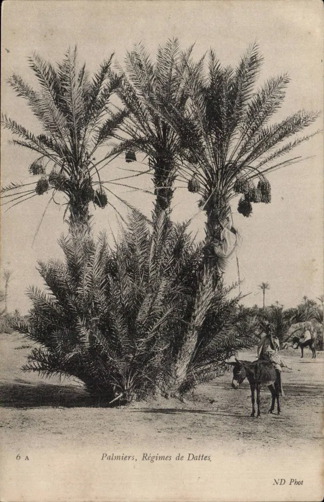 Dattelpalmen — ND Phot, n° 6 A - Vorderseite