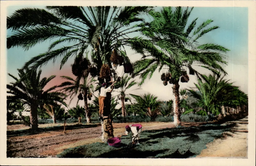Biskra - Dattelpalmen — (50) — C.A.P. — PARIS - Vorderseite