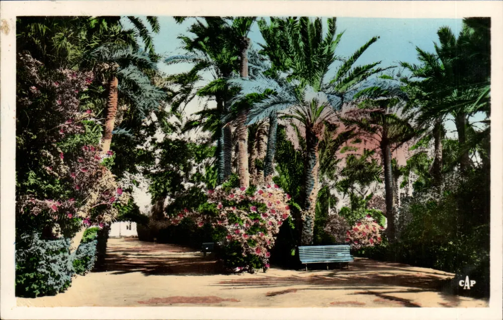 Biskra - Landon-Garten — Ein Weg — C.A.P. Paris, Nr. 101 - Vorderseite
