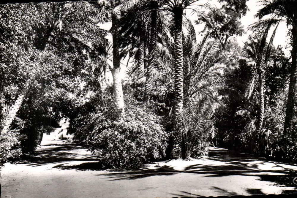 Biskra (Constantine) — Jardim — Combier Photo Macon - Frente