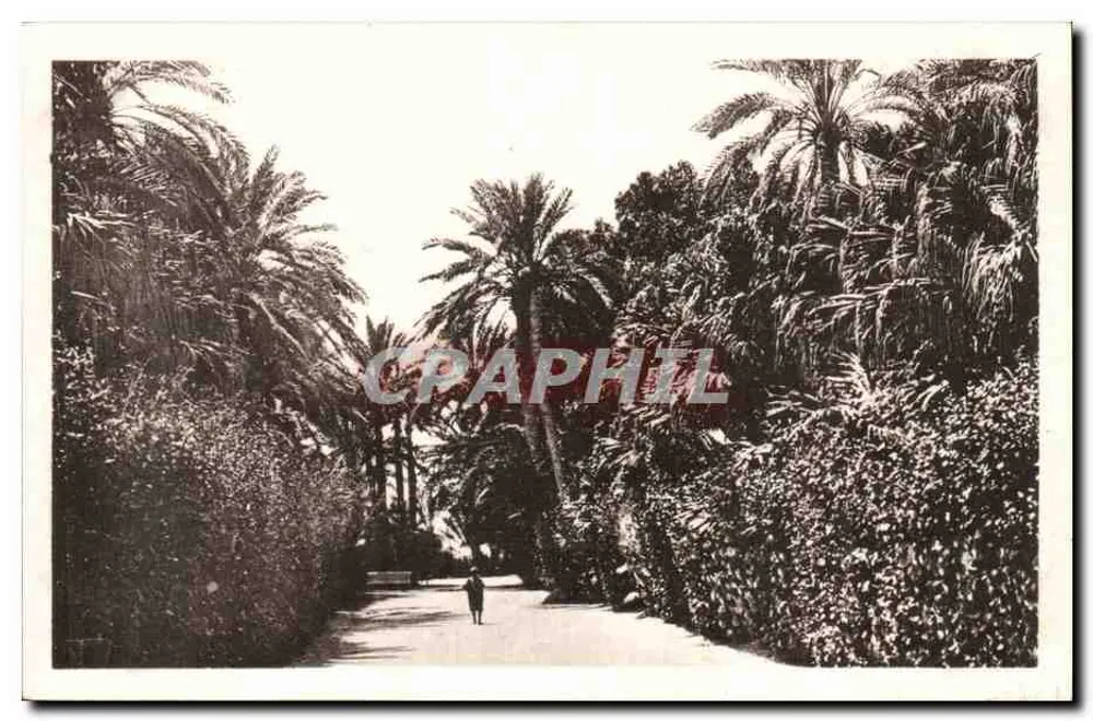 Biskra — Garten Landon — Palmengasse - Vorderseite
