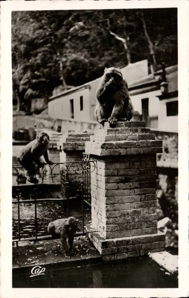 Die Gorges de la Chiffa — Hotel du Ruisseau des Singes — Verlag CAP, Nr. 87 - Vorderseite