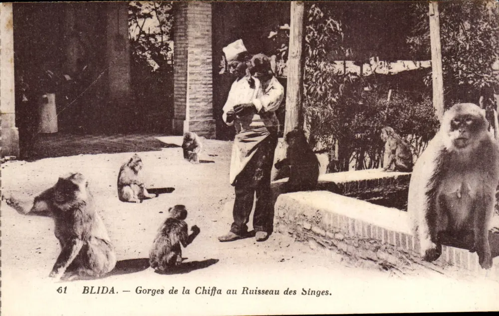 Blida — Schluchten der Chiffa am Bach der Affen — Verlag Lévy et Neerudin, Nr. 61 - Vorderseite