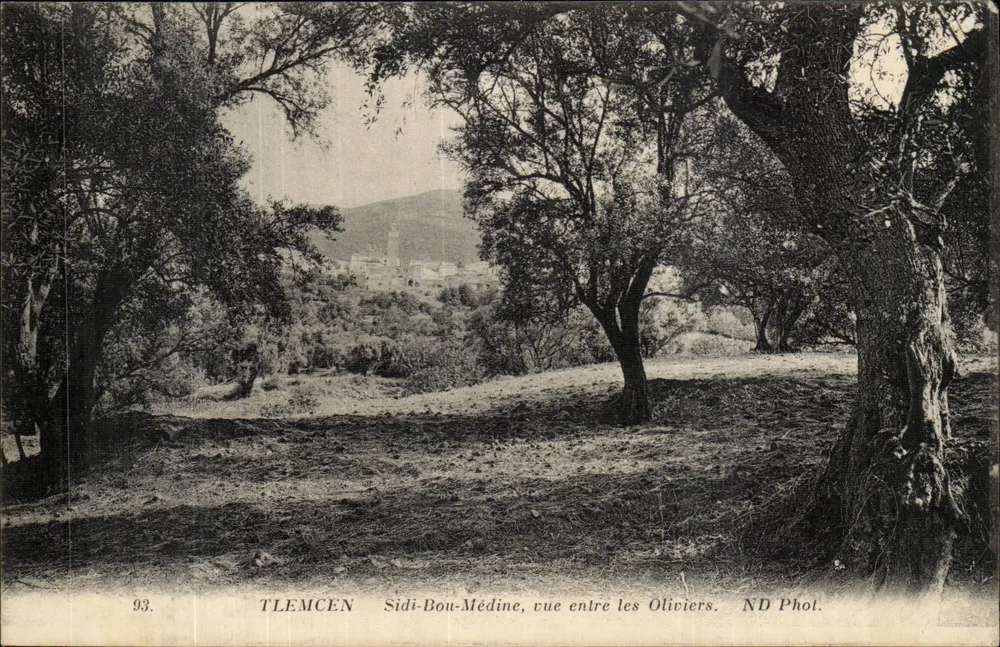 Tlemcen - Sidi-Bou-Médine, Ansicht zwischen den Olivenbäumen — ND Phot. n°93 - Vorderseite