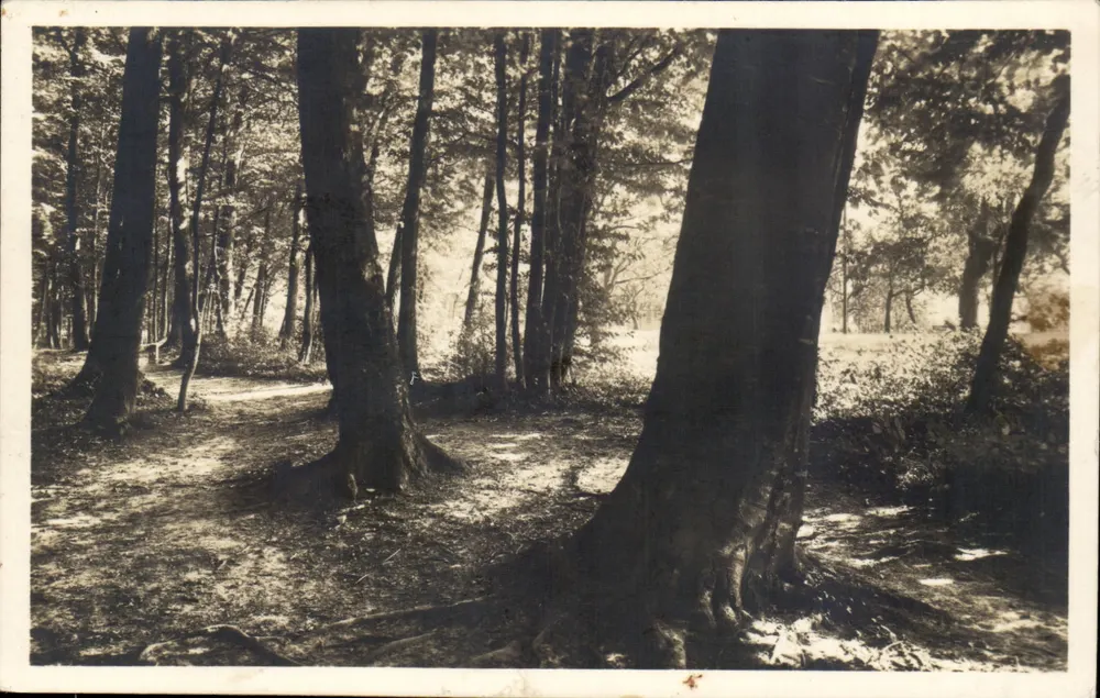 St. Chrischona, Waldpartie — J. Gaberell, Fotostation, Thalwil-Zürich, n° 10142 - Frente
