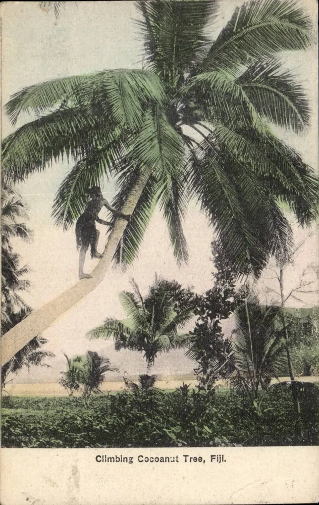 कोकोनट ट्री के ऊपर चढ़ता हुआ, फिजी — एर्थर मिल्स द्वारा प्रकाशित, सावा, फिजी - आगे