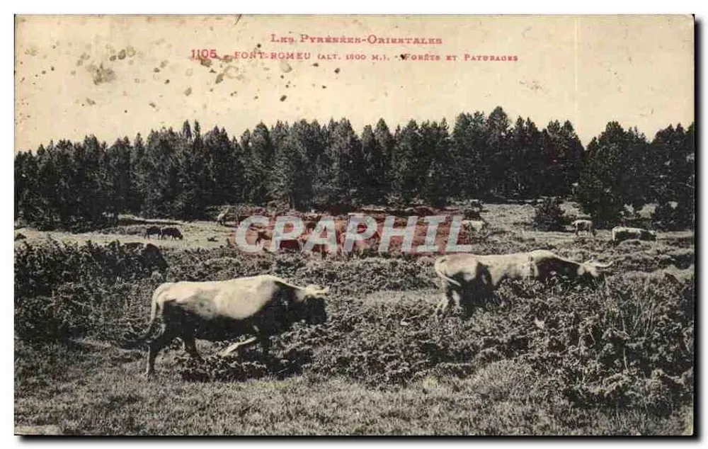 Font-Romeu — Forêts et pâturages — Éditeur : Lks. Pyrénées-Orientals, n° 1105 - Vorderseite