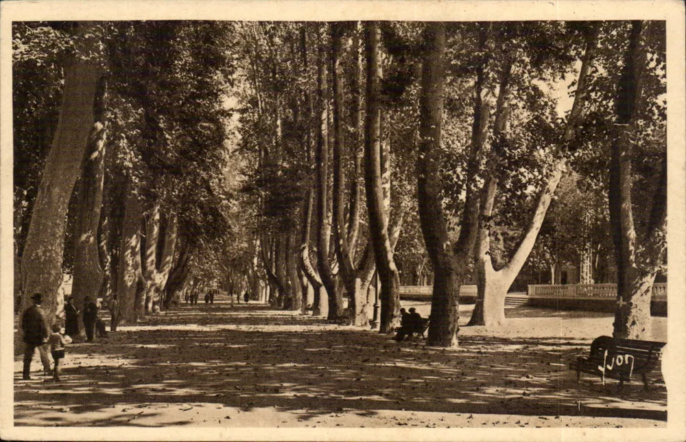 Perpignan (Pyrénées-Orientales) — Avenida de amendoeiras — Edições de Arte Yvon, Paris - Frente