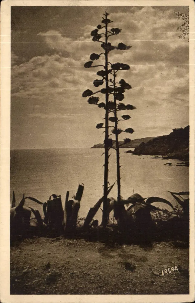 Banyuls-sur-Mer — Aloe em flor — Les Arts Graphiques, Toulouse - Frente