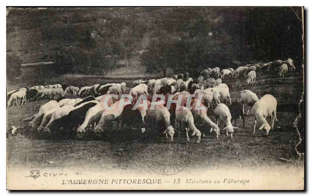 Die malerische Auvergne — 13 Schafe auf der Weide — VD GIMPE - Vorderseite
