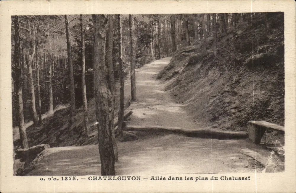 Châtelguyon — Avenida nos pinheiros do Chalusset — J. Gontefanges, editor (série 6) - Frente