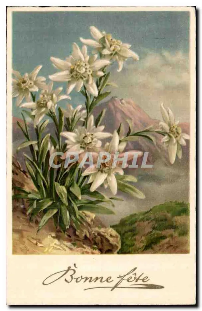 Edelweiss-Blüten — Alpen - Vorderseite