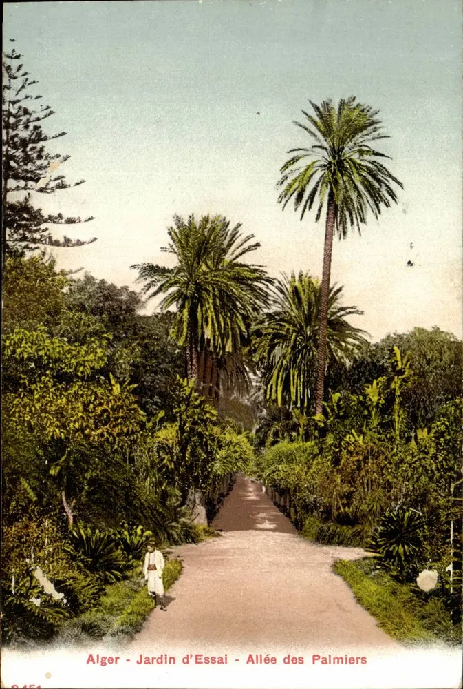 Alger - Versuchsgarten - Palmengasse — Verleger nicht sichtbar, Seriennummer 2451 - Vorderseite
