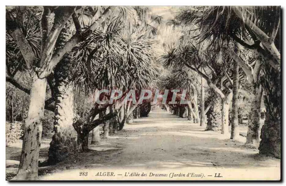 Alger — Die Dracenas-Allee (Versuchsgarten) — LL, n°283 - Vorderseite