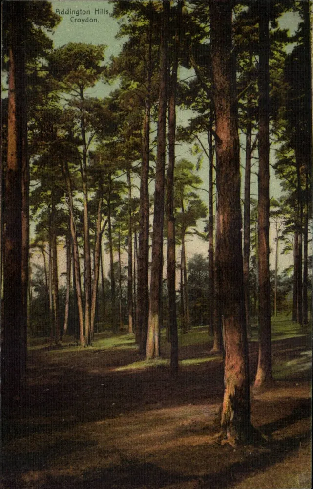 Addington Hills, Croydon — Nadelwald — R. & C. Durer Series - Vorderseite