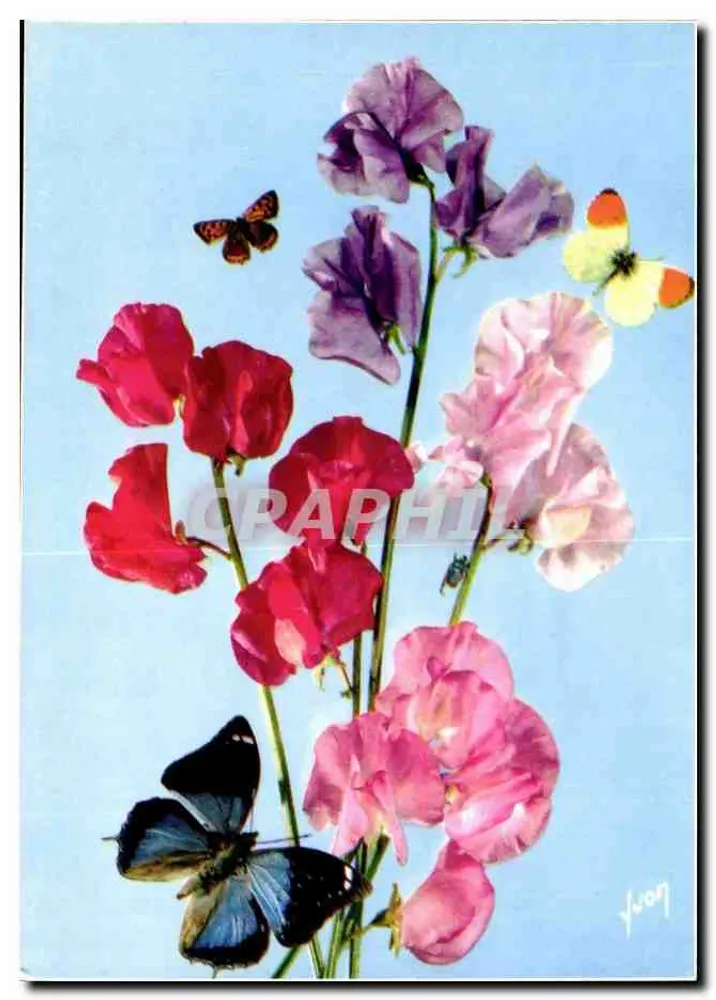 Flores da França — Lindas flores da França — editor JOLIES FLEURS DE FRANCE, n° 24-040-07 - Frente