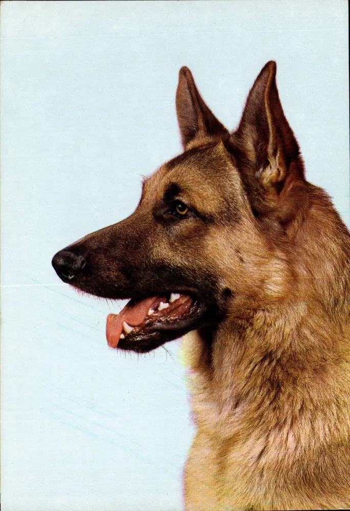 Deutscher Schäferhund — Portrait — n° 8900 - Vorderseite