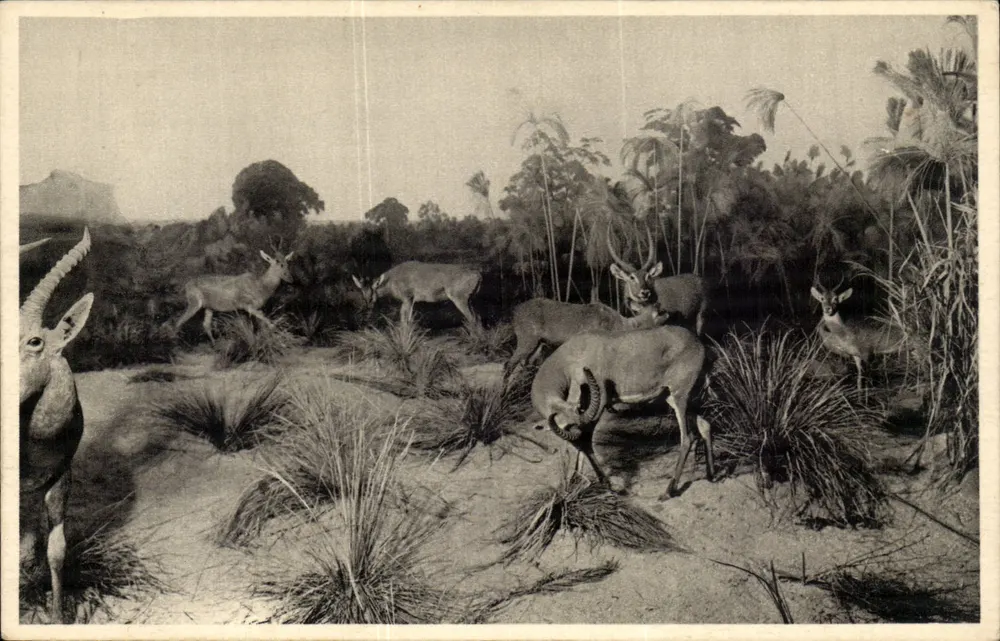 Savana africana — rebanho de antílopes — Galeries do duque de Orléans - Frente