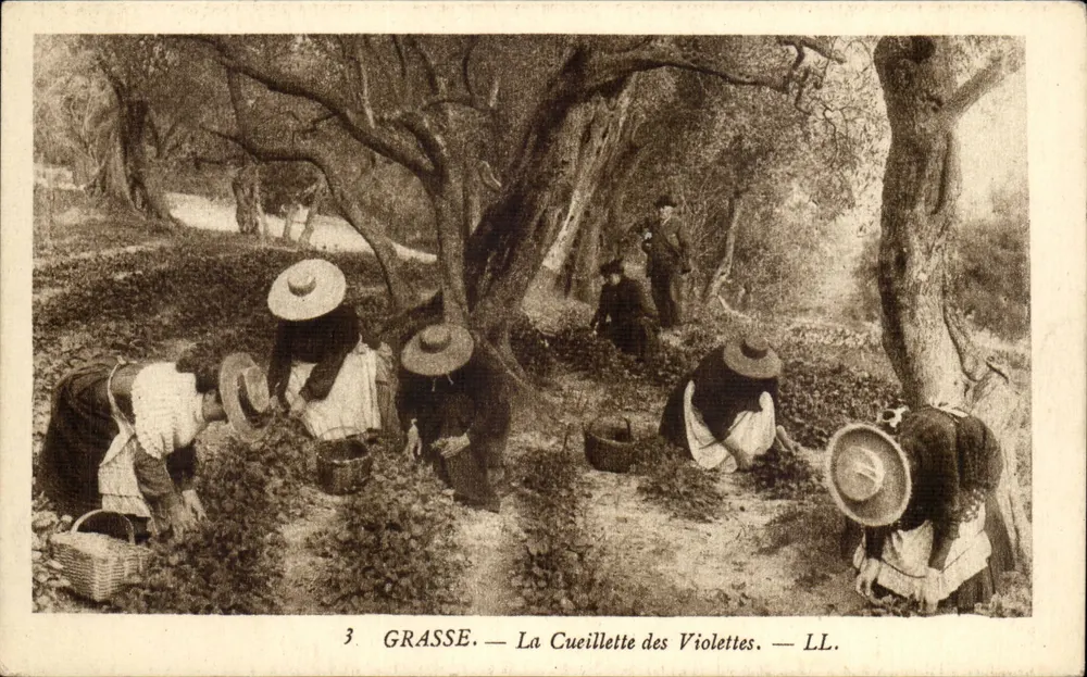 Grasse — A Colheita das Violetas — LL. - Frente