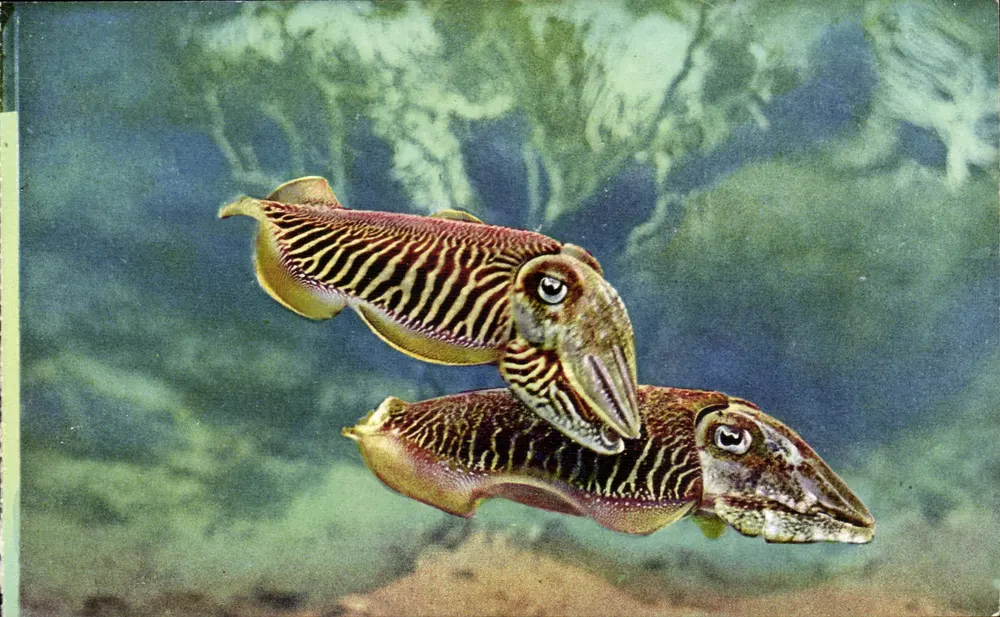 Zwei Tintenfische — Aquarien von Monaco — Foto von Barba, n°2 - Vorderseite