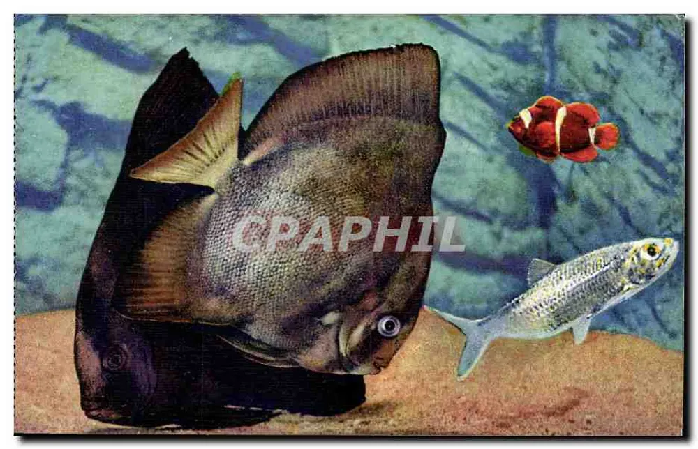 Platàx Vespertilio — Meeresfledermaus — Aquariu de Monaco - Vorderseite