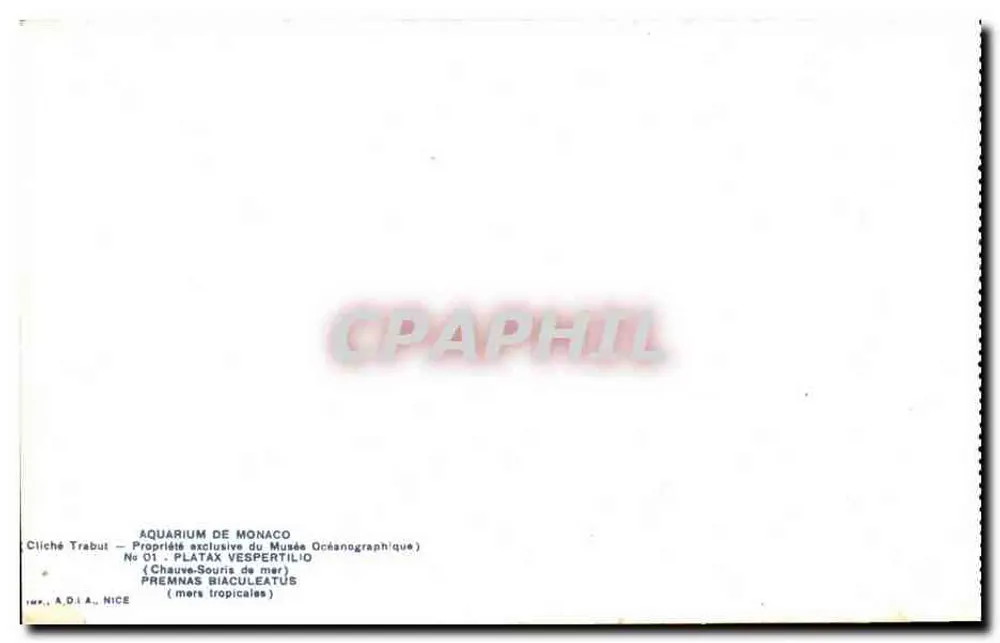 Platàx Vespertilio — Meeresfledermaus — Aquariu de Monaco - Rückseite