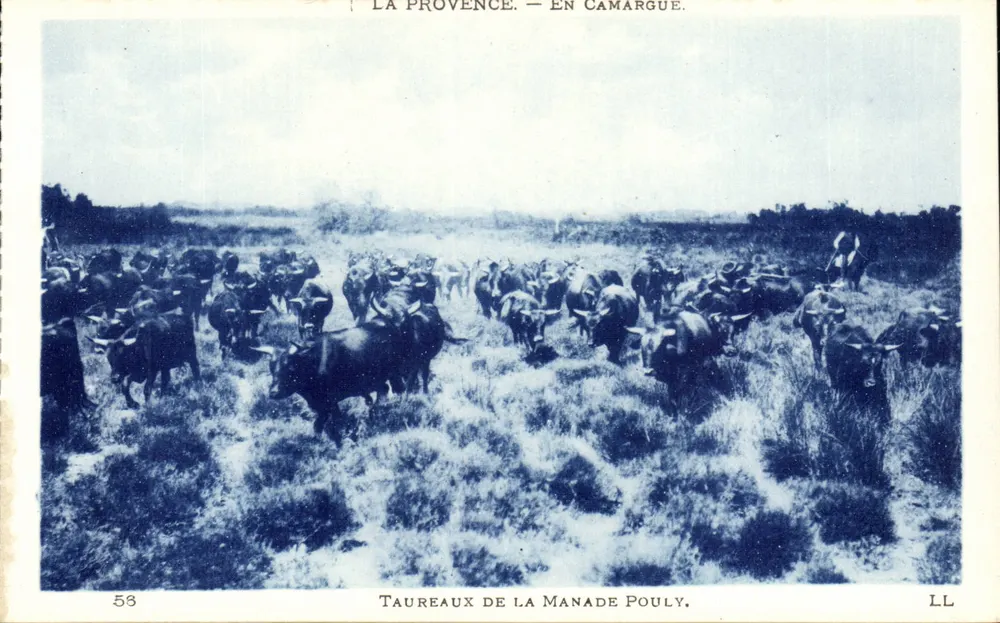 Stiere der Manade Pouly — Camargue — LL - Vorderseite