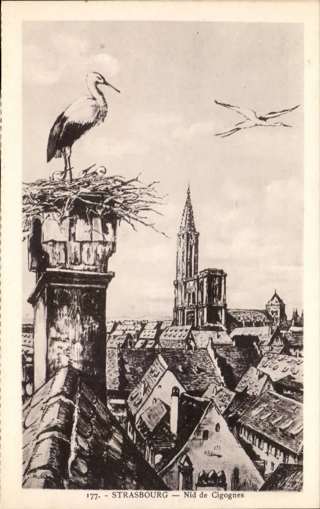 Strasbourg — Ninho de Corujas — Editor: Cartes La Cigogne - Frente