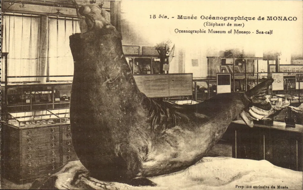 Museu Oceanoográfico de Mônaco — Elefante-marinho — J. Gilletta & Cie, Nice - Frente